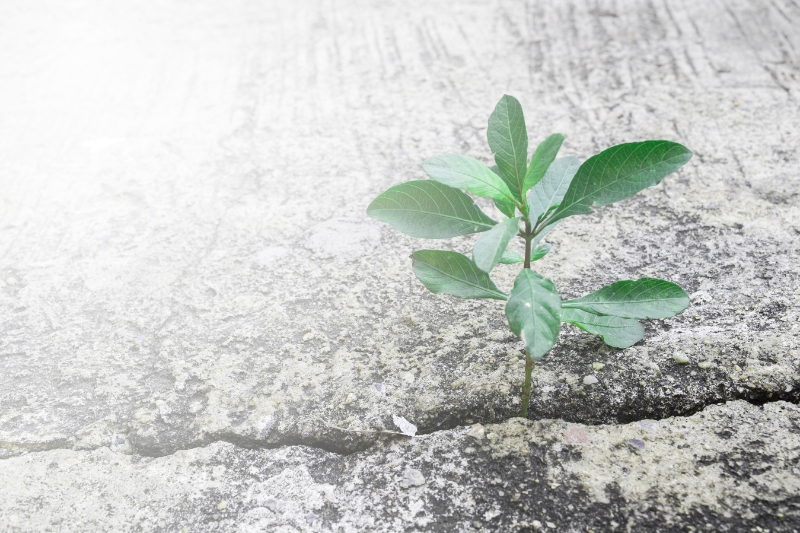 コンクリートの間から生えている植物