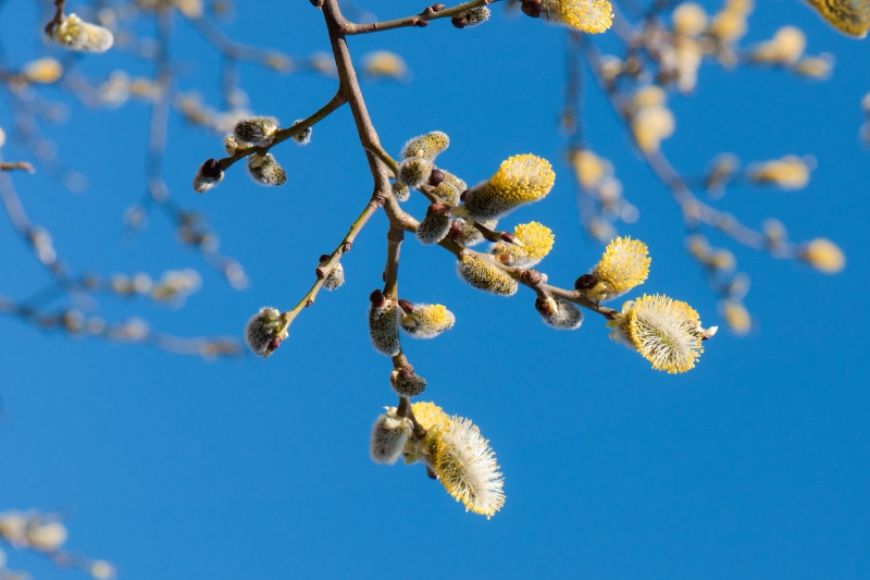 「努力は報われる」との花言葉があるネコヤナギ